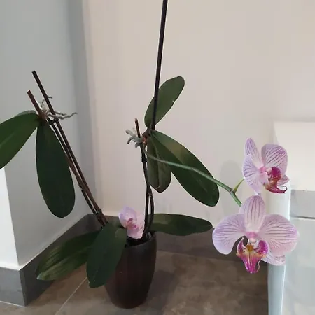 Апартаменты Apartman Grace